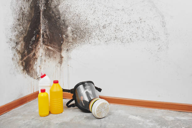 Best Attic Mold Removal  in Rushville, IN
