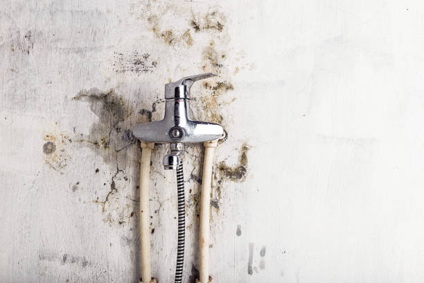 Rushville, IN Mold Removal Company