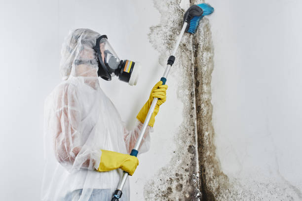 Best Attic Mold Removal  in Rushville, IN