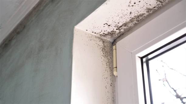 Best Mold Cleaning Services  in Rushville, IN