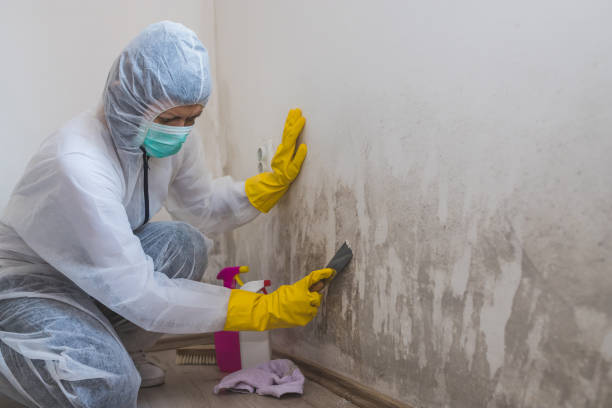 Best Toxic Mold Removal  in Rushville, IN