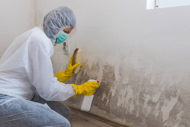 Attic Mold Removal in Rushville, IN