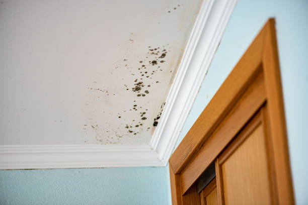 Best Same-Day Mold Removal  in Rushville, IN