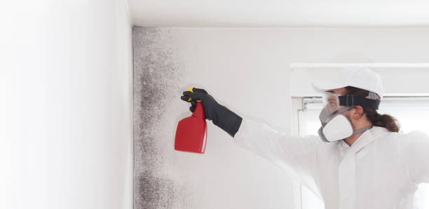 Best Emergency Mold Removal  in Rushville, IN
