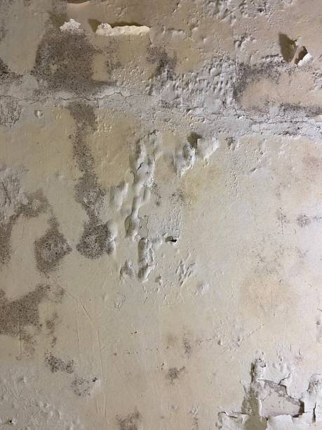 Best Mold Testing  in Rushville, IN
