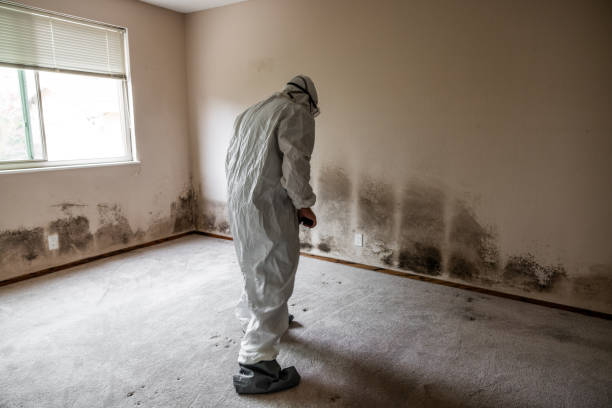 Best Home Mold Removal  in Rushville, IN