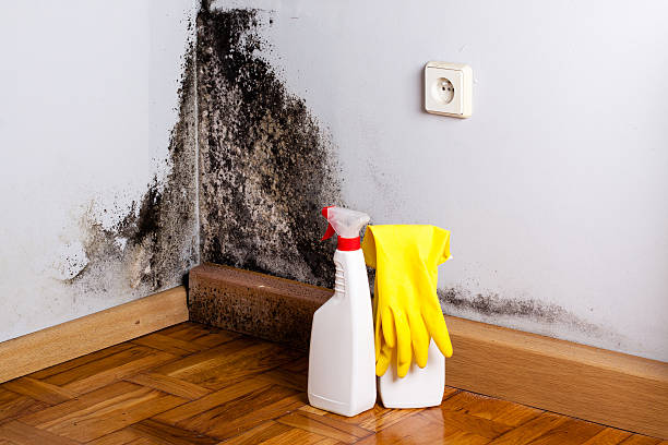 Best Mold Remediation  in Rushville, IN