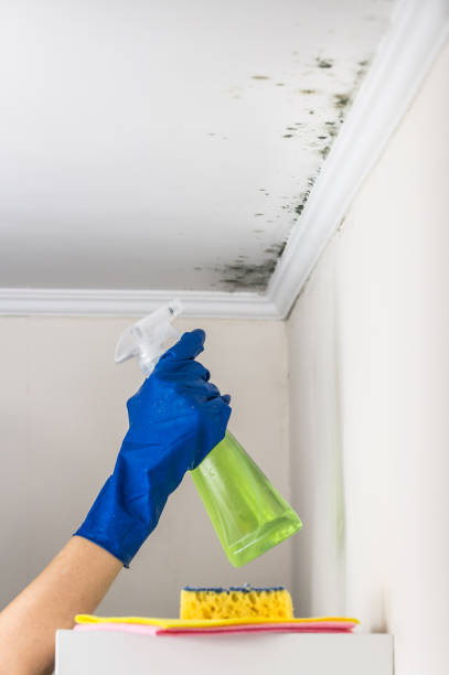 Mold Removal and Inspection in Rushville, IN