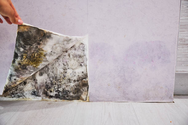 Best Emergency Mold Removal  in Rushville, IN